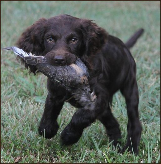 boykin spaniel puppies for sale boykin spaniel puppies for sale by boykin spaniel breeders autos post boykin spaniel puppies for sale boykin spaniel puppies for sale by boykin spaniel breeders autos post