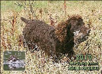 CalCov2010b.jpg - 27902 Bytes