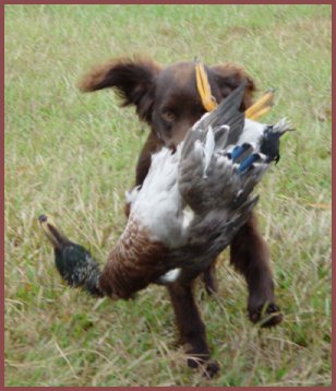 Cracker_duck.jpg - 28718 Bytes