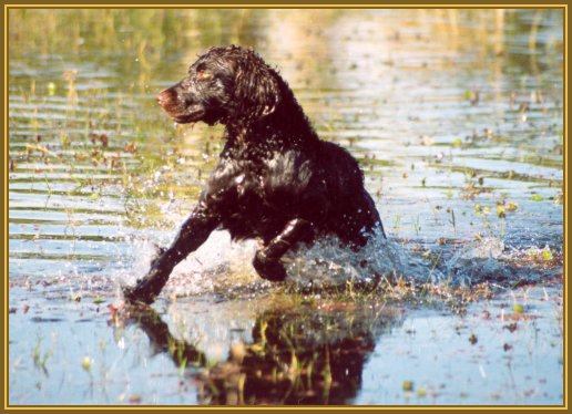 MULE_water.jpg - 55829 Bytes