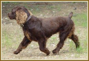 RC_Trot.jpg - 9003 Bytes