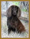 curlPortsm.jpg - 7927 Bytes