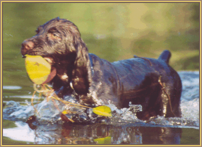 Fonzie cleaning lilypads out of the pond - 72199 Bytes