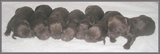 Pups_1wk.gif - 52937 Bytes