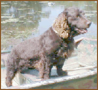 RC_boat2.gif - 27517 Bytes