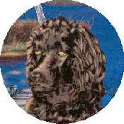  Face of Boykin Spaniel print