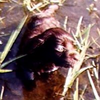 5-wk-old Tao swimming